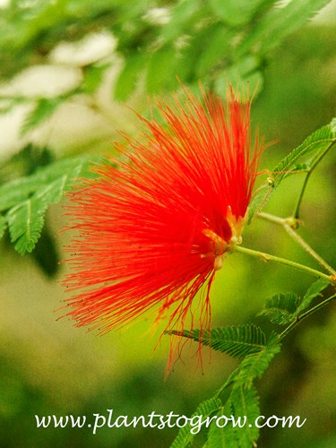 Red Tassel flower (Calliandra tweedii)
The flower is made of a cluster of red stamens. The botanical term for the collective group of stamens in a flower is the androecium